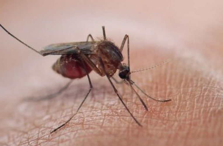 RDC/Lomami/2021: « Zéro paludisme »,un appel mondial à éradiquer la maladie
