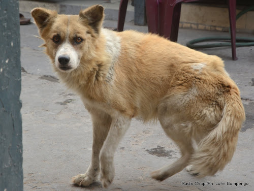 RDC/Lomami:La rage canine réapparait dans la province et fait déjà ses premières victimes