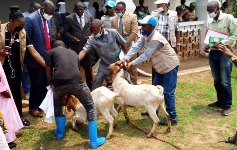 RDC/Kasaï Central : le PNUD appuie la province du Kasaï Central dans l’élevage des chèvres de la race boer
