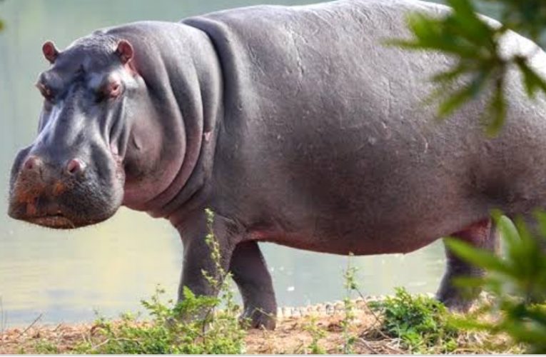 RDC/Kasaï : Panique générale à Ilebo suite à la sortie de la rivière Kasaï d&rsquo;un hippopotame