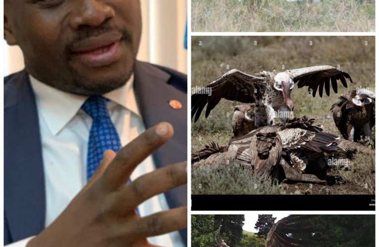 RDC/USN:Les vautours fauves menacent de manger « vivant » Guy Loando (Edmond Izuba dans la vidéo)